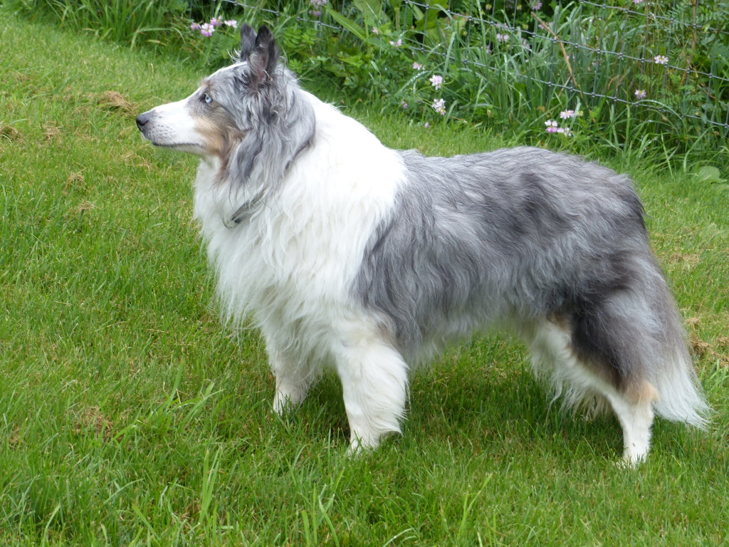 Sheltie Colors - Twin Tiers Sheltie Rescue